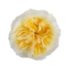 Antonia-Garden.webp