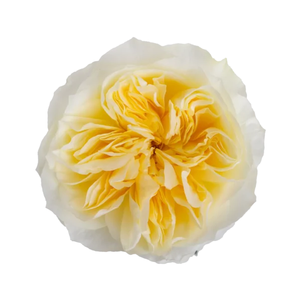 Antonia-Garden.webp