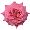 Ashley.webp