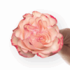 Country-Candy-1-1-300×300.png