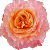 Free-Spirit-1-400×400.png