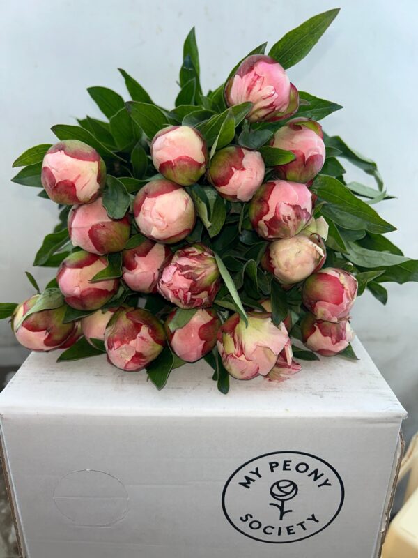 Gardenia2055cm20Dani.jpg