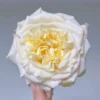 HighgardenRosesWhiteAshley_6.webp