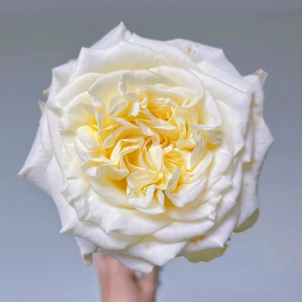 HighgardenRosesWhiteAshley_6.webp