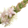 Polianthes-Elle-Pink-cut-flower-on-Thursd-header.jpg