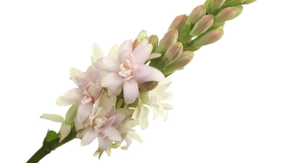 Polianthes-Elle-Pink-cut-flower-on-Thursd-header.jpg