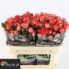 X2245707_H_1.jpg