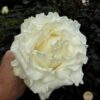 images-1-1.jpg