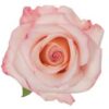 imagesqtbnANd9GcTEiXc7QuGV0yEdFe42x0C_sy9NyL4TvqZEYAs.jpg