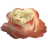karma-roses-2-768×768-1.webp