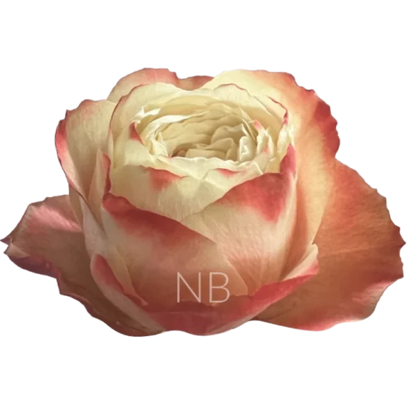 karma-roses-2-768×768-1.webp
