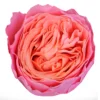 rosa-loves-me.webp