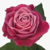 115190.webp