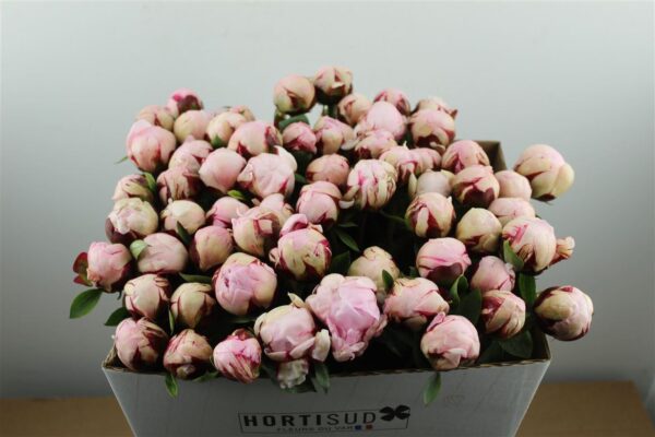 223992123_233224065_H_2.jpg