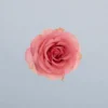 Carezza_boven.width-800.format-webp.webp