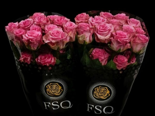 ECUADOR_ROOS_ROSA_ROSE_FLOWER_FSQ_NEWFORMAT_ENJOY.jpg