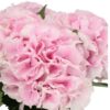 HYDRANGEA-ROYAL-GRANDEUR-60cm.jpg