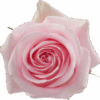 Luciano-400×400.png