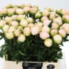 Paeonia-Moon-over-Barrington-2400×0-c-default.webp