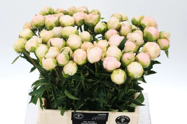 Paeonia-Moon-over-Barrington-2400×0-c-default.webp