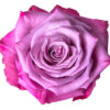 Rose-Moody-Blues-400×400.jpg