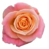 Roses_CoralPinkMissPiggy-1-300×300.webp