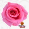 abc58180-5167-4107-b7b4-7a1005e07d65-1-300×300.webp