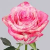 additional1-800×800-3-300×300-1.webp