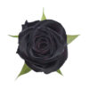 black-baccara-red-roses.jpg