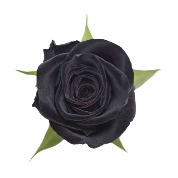 black-baccara-red-roses.jpg