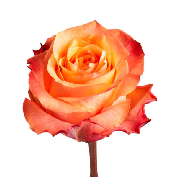 rose-twilight-orange-peach-flowe.jpg