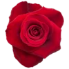 Fortune.webp