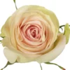 MARZIPAN-5a5cf48f.webp