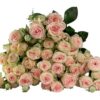 SWEET-GISELLE-1-400×400.jpg