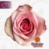 e7a64b7e-0d47-4710-a42d-58960673fb44.webp