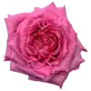 f14197_92f90b08b3994d35bcf30ec22dc79e0c_mv2.webp