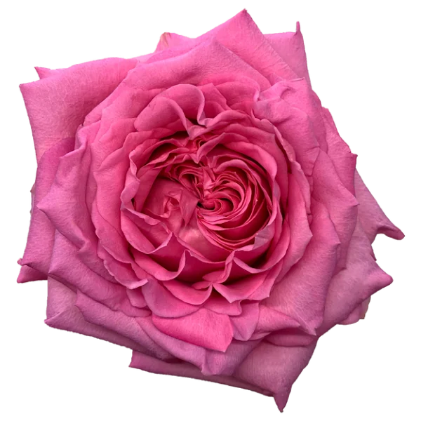 f14197_92f90b08b3994d35bcf30ec22dc79e0c_mv2.webp