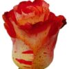 images-1-1.jpg