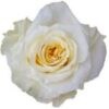 imagesqtbnANd9GcTzgnYmSxIBhHbaU4_SxJ7Q-vD4sji9LjBMZQs-1-150×150.jpg