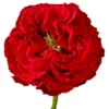 optimized_1760484650.webp