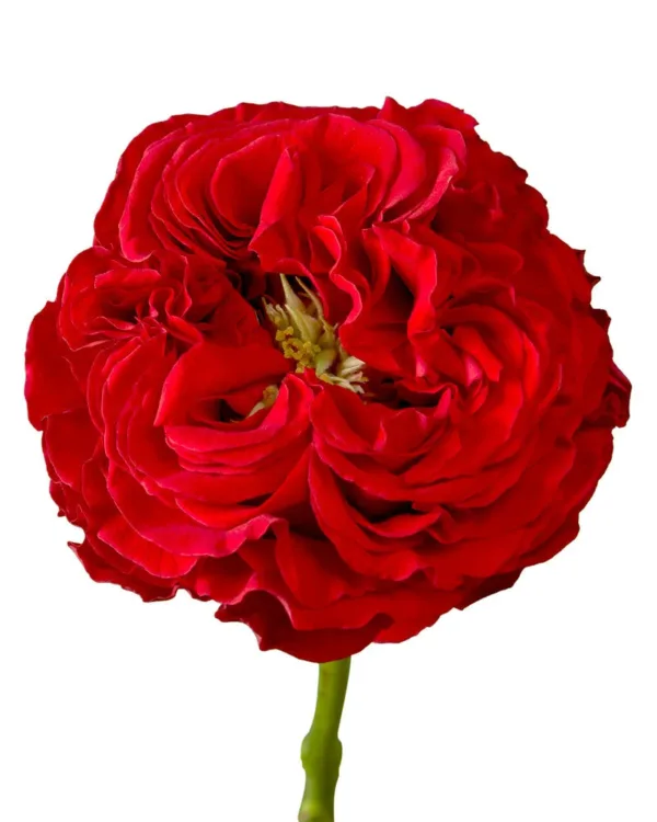 optimized_1760484650.webp