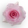 roses_light_pink_christa-1.jpg