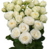 white-lilac-princess-bombastic-scaled-1-1-400×400.jpg
