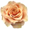 CARAMEL_MACCHIATO_cut_rose_NIRP_1a-1-400×400.jpg