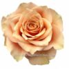 CARAMEL_MACCHIATO_cut_rose_NIRP_1a-1-400×400-1-300×300.jpg