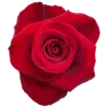 Fortune-1-300×300.webp