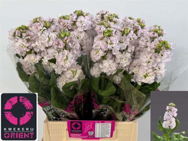 X2297577_H_2.jpg