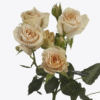 images.gif