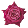 rstd-shangri-la-sch73042-tv.png