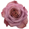 f14197_80368932636e47d6b23d1edbdc56ab5cmv2-1-400×400.png